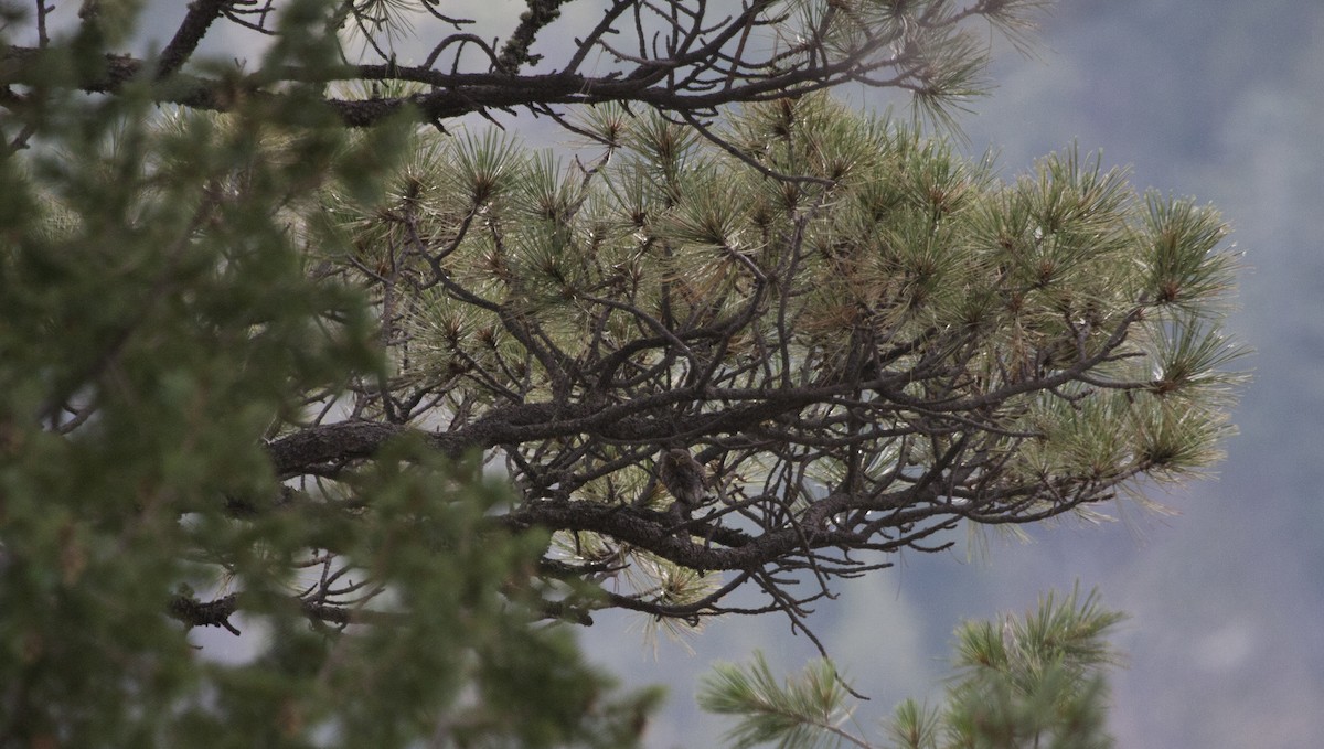 Northern Pygmy-Owl (Mountain) - Bill Hubick