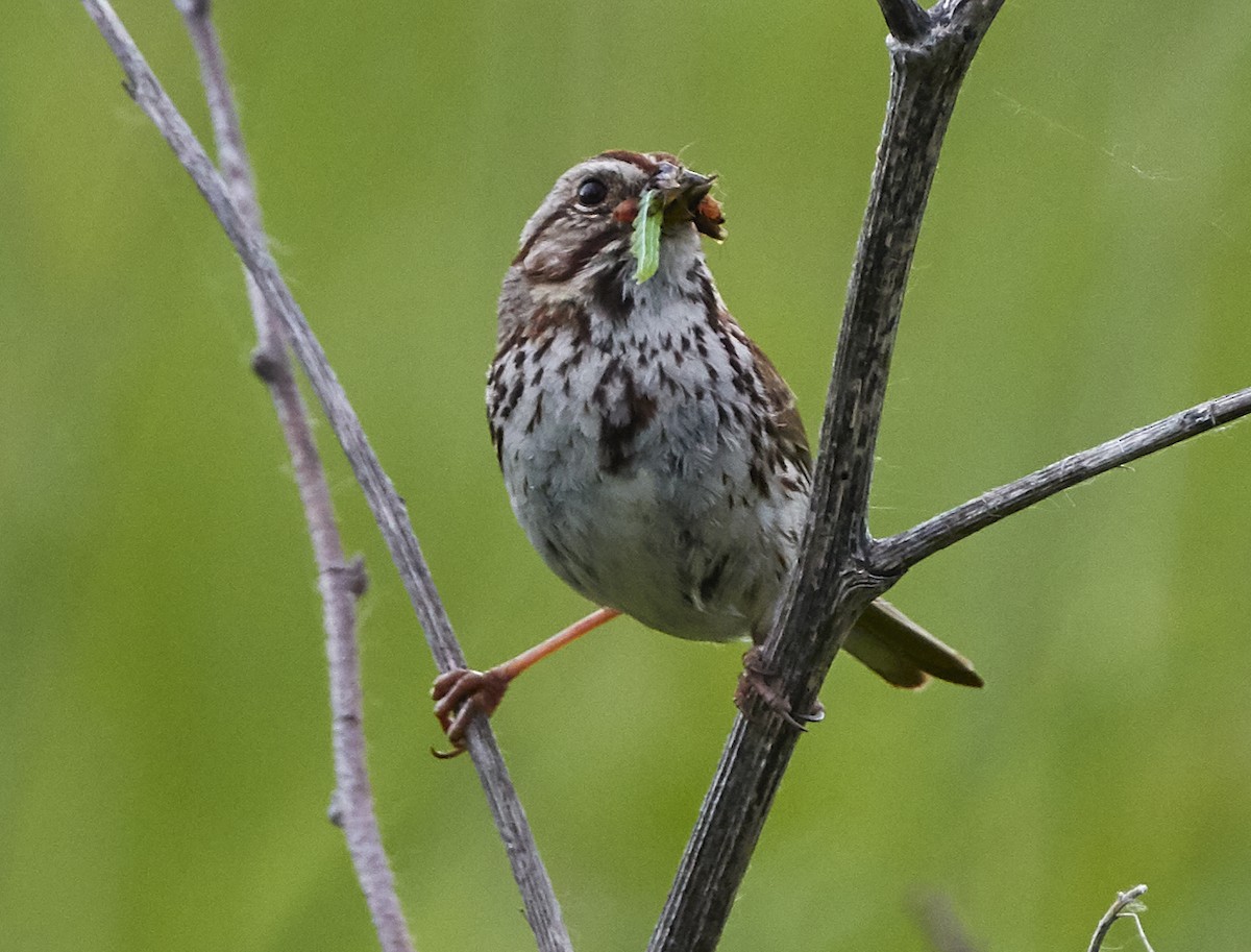 Song Sparrow - ML242570251