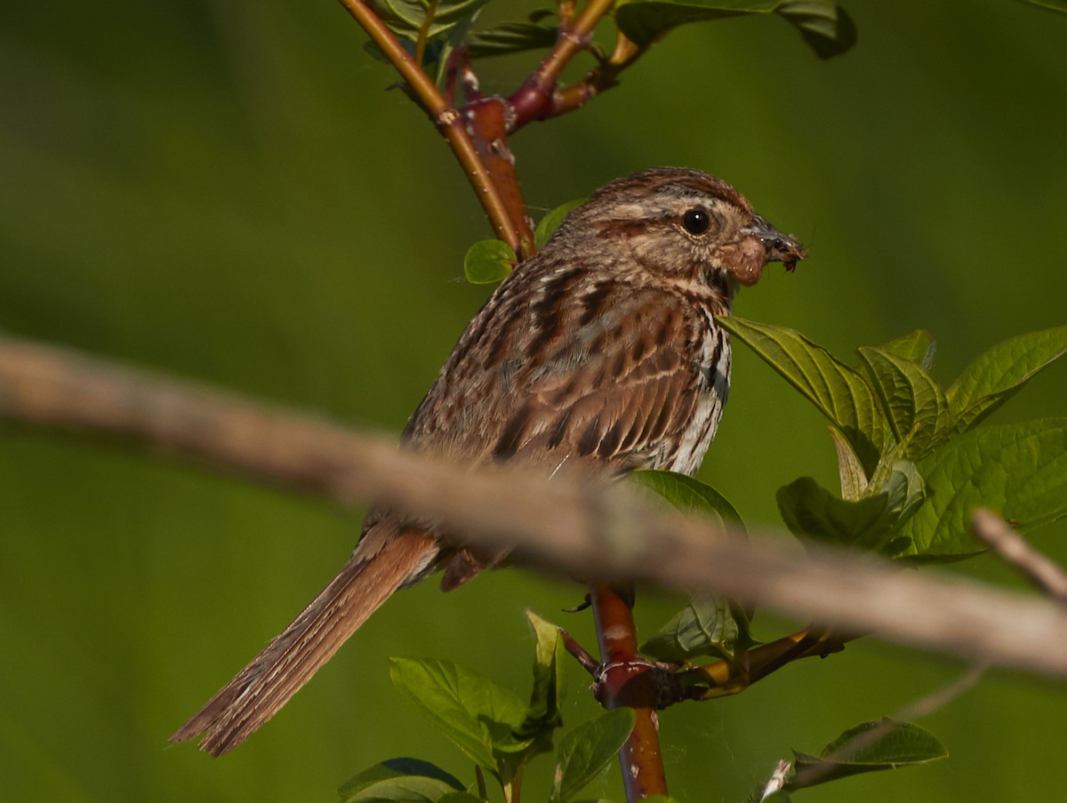 Song Sparrow - ML242570261