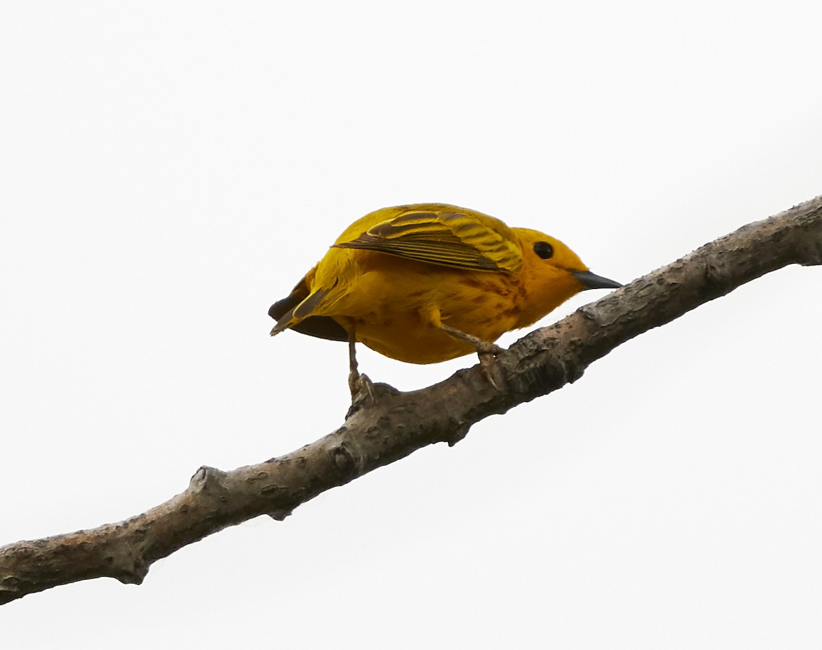 Yellow Warbler - ML242570381