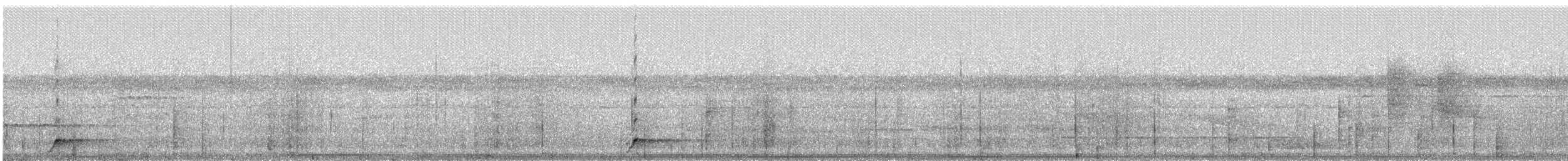 Weißkehl-Ameisendrossel - ML242571