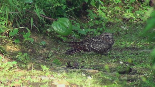 Montane Nightjar (Rwenzori) - ML242571081