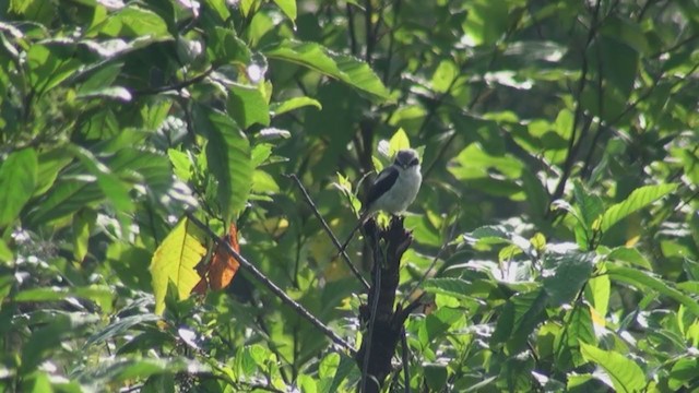 Mackinnon's Shrike - ML242572261