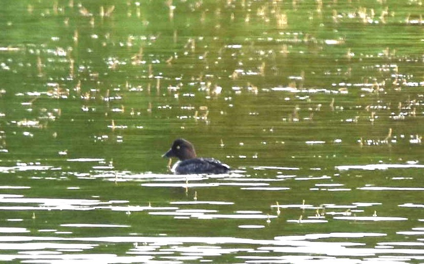 Common Goldeneye - Blair Whyte