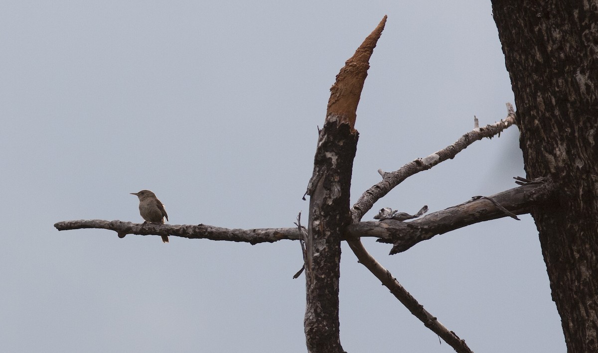 House Wren (Brown-throated) - ML242572481