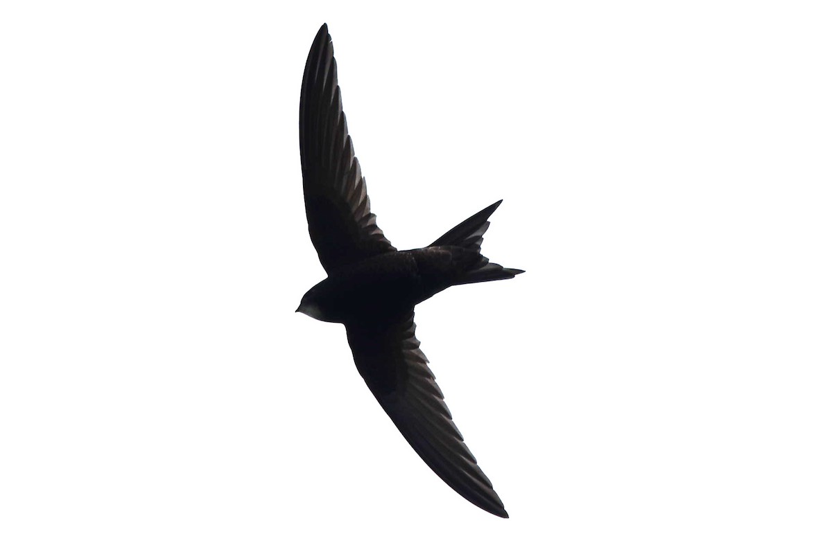 Common Swift - Blair Whyte