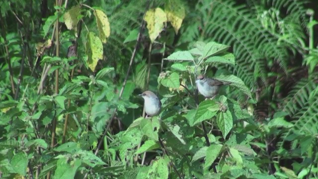 Chubb's Cisticola - ML242574561