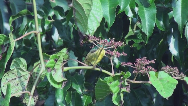 Collared Sunbird - ML242578171