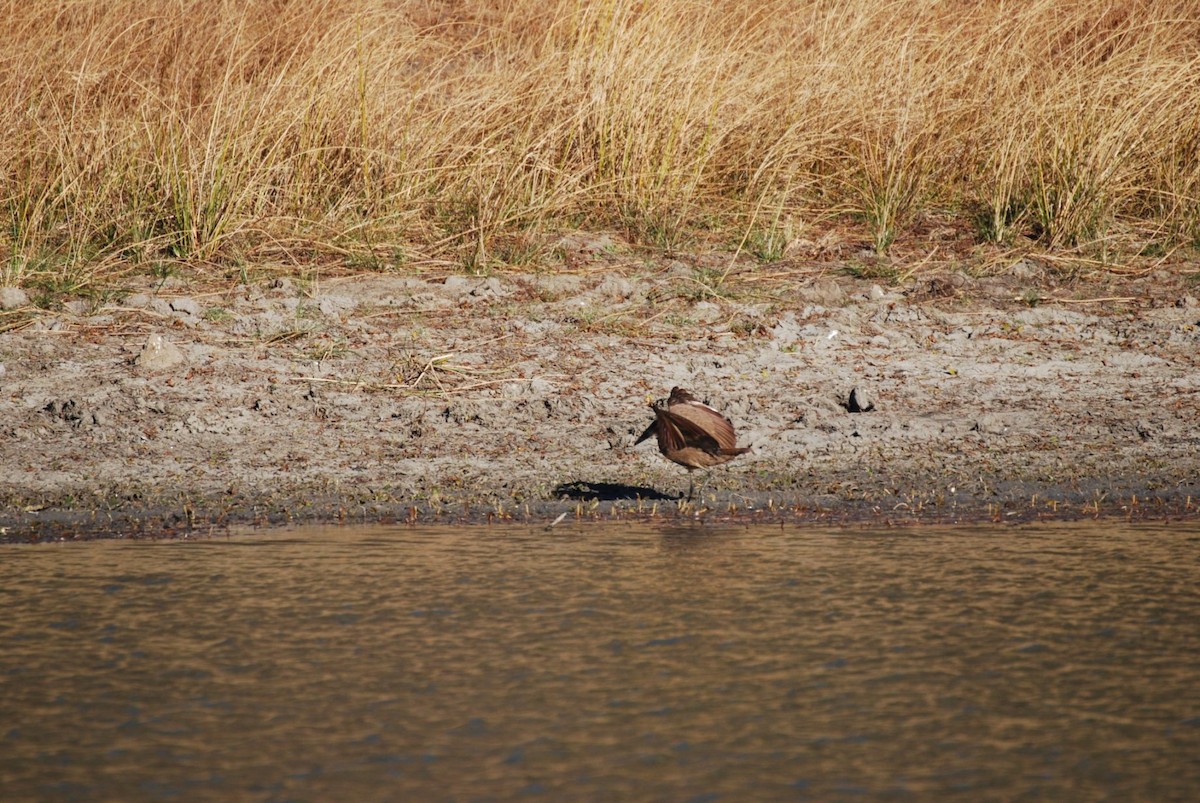 Hamerkop - ML242578521