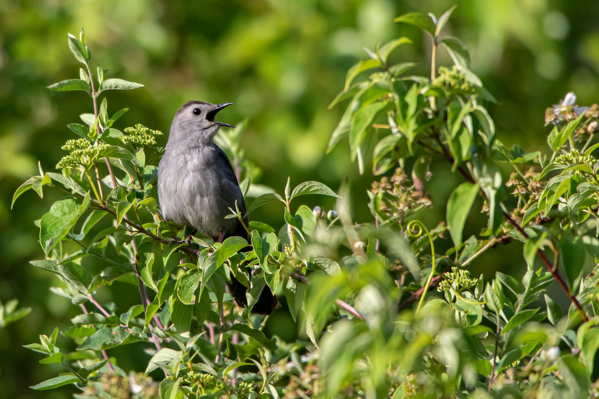 Gray Catbird - ML242579161