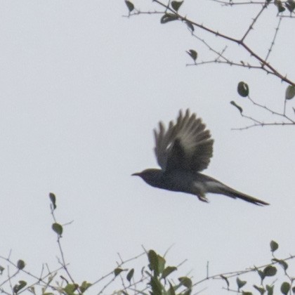 Gray-bellied Cuckoo - ML242579371