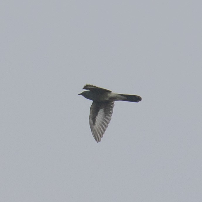 Gray-bellied Cuckoo - ML242579381