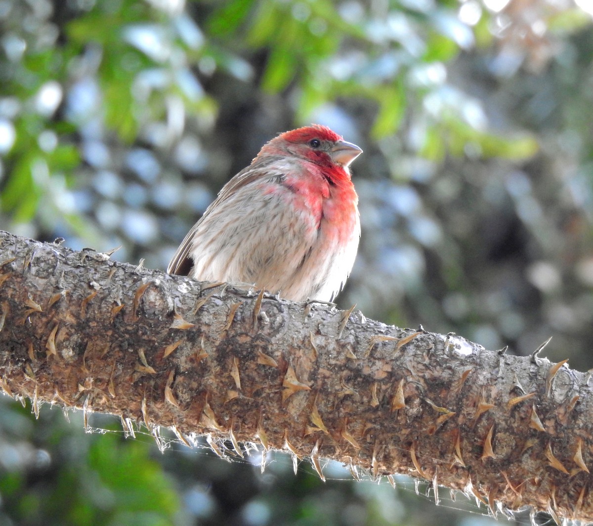 House Finch - ML242579721