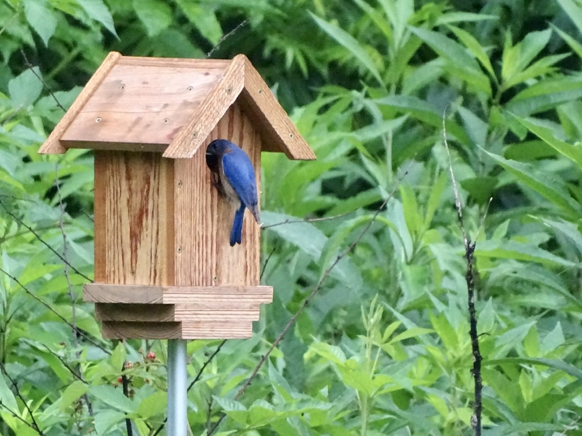 Eastern Bluebird - ML242583271