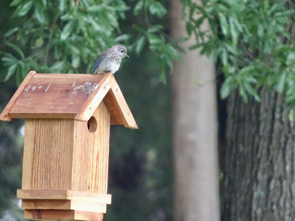 Eastern Bluebird - ML242583291