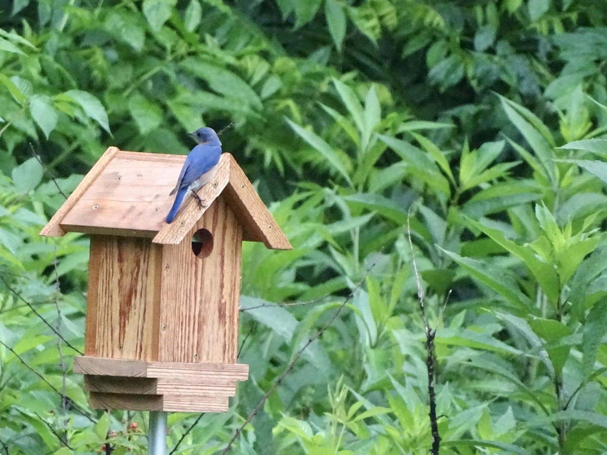 Eastern Bluebird - ML242583301