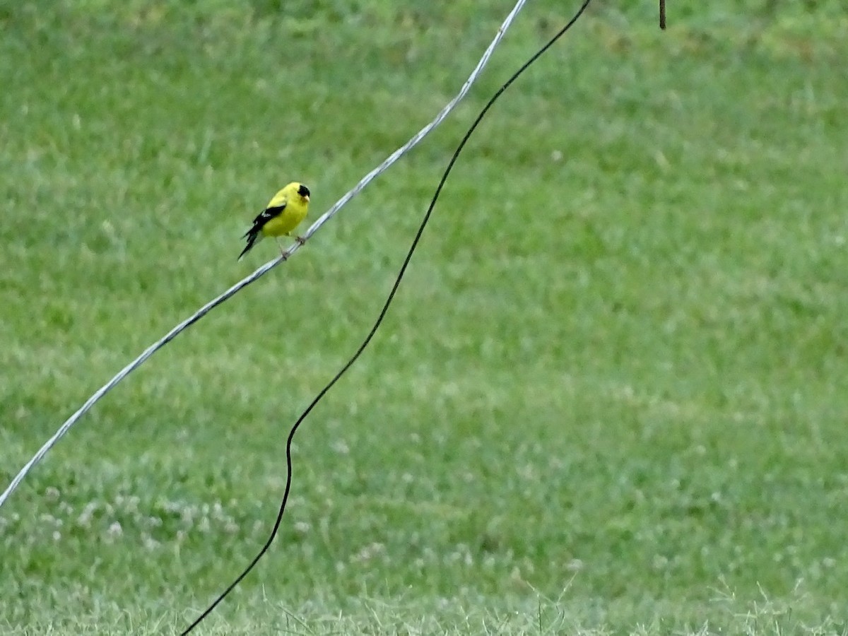 American Goldfinch - ML242583321