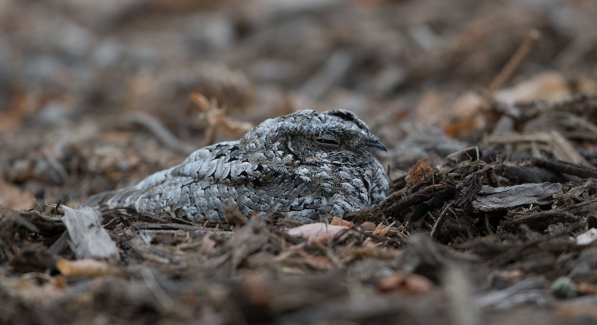 Common Poorwill - Bruce Cyganowski