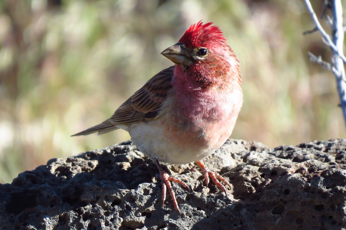 Cassin's Finch - Andrew Rivinus