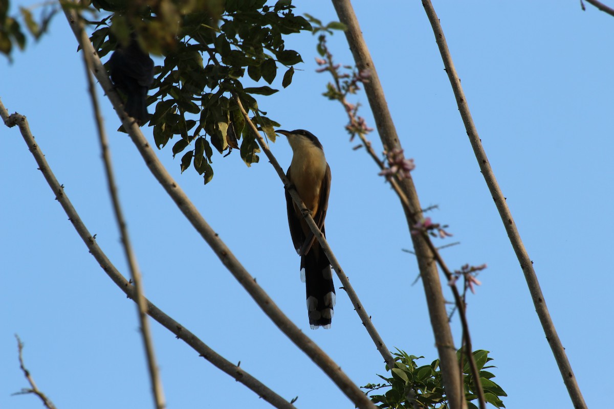 Mangrove Cuckoo - ML24258581