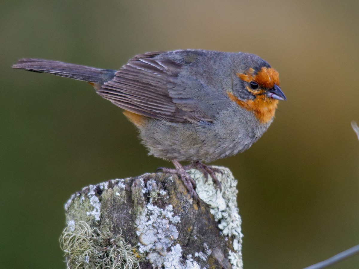 Tucuman Mountain Finch - Andres Vasquez Noboa