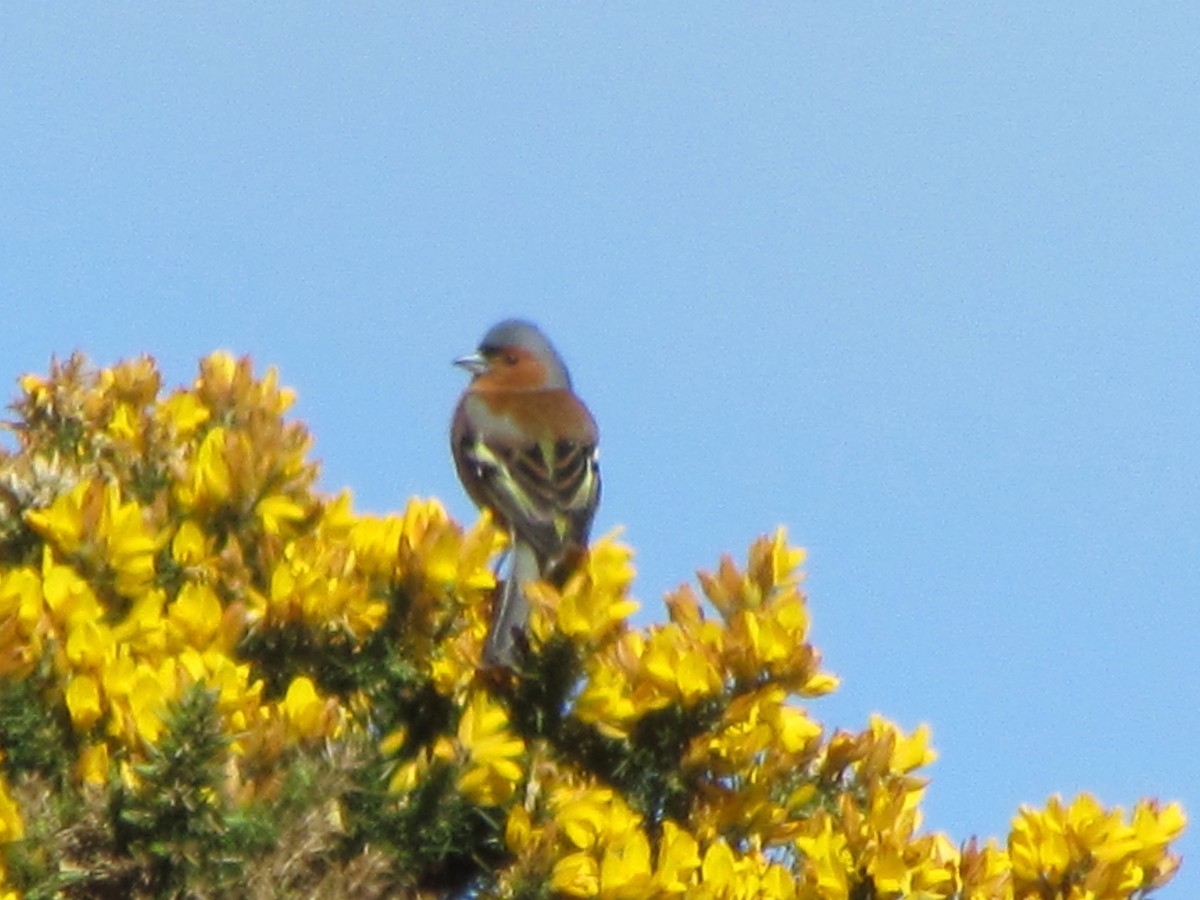 Common Chaffinch - ML24258651