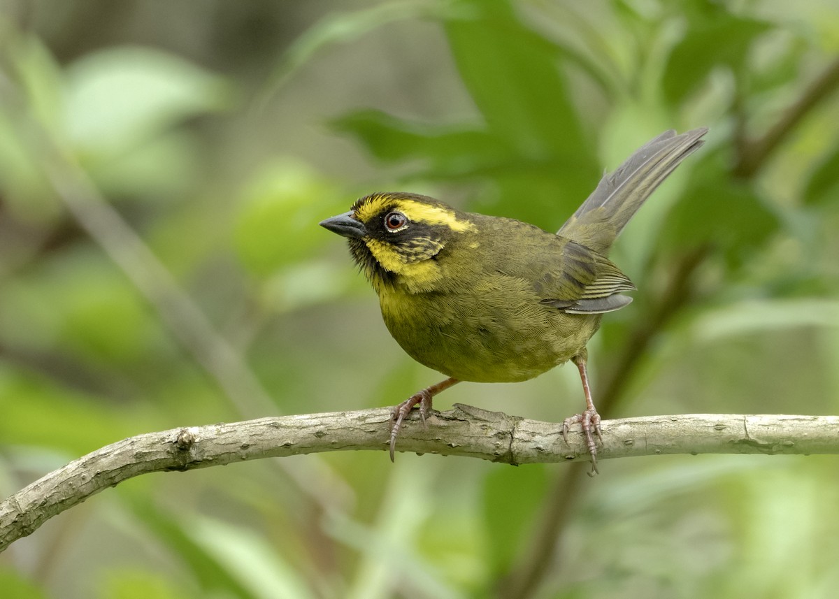 Yellow-striped Brushfinch - Andres Vasquez Noboa