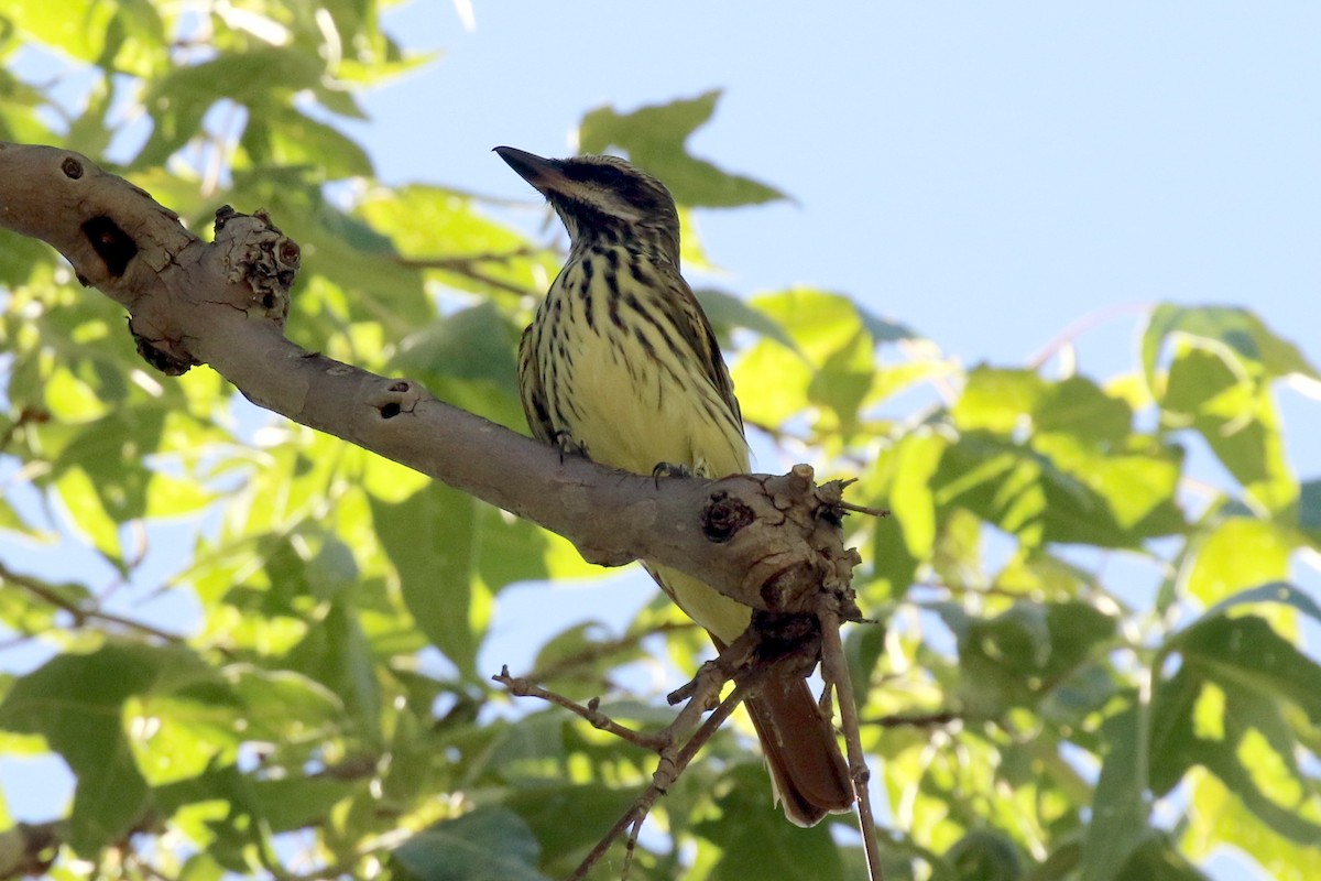 Sulphur-bellied Flycatcher - ML242588051