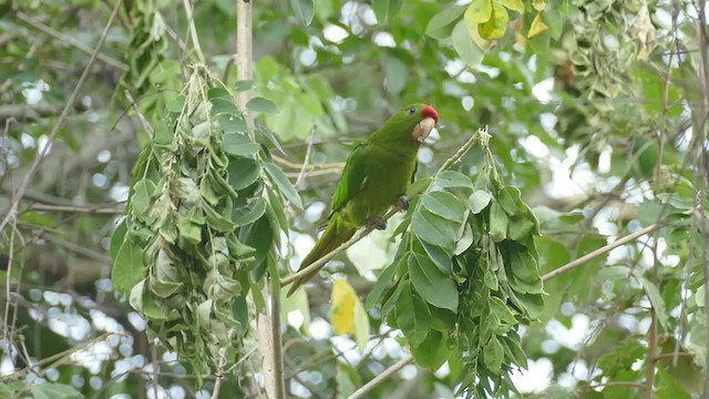 Scarlet-fronted Parakeet - ML242588181