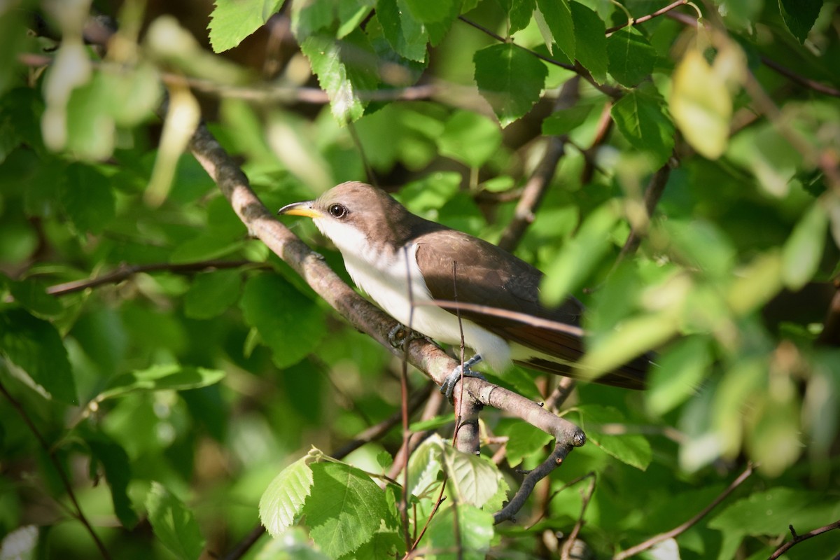 Yellow-billed Cuckoo - ML242588611