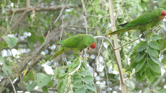 Scarlet-fronted Parakeet - ML242588751