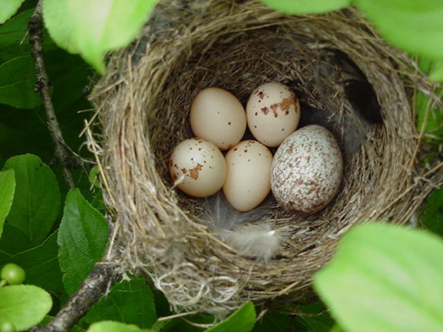 Willow Flycatcher - ML242589441