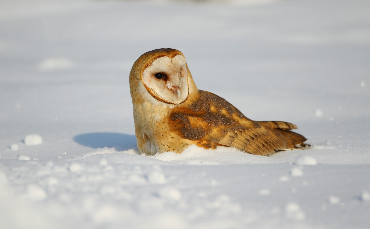 Barn Owl (American) - ML242589651