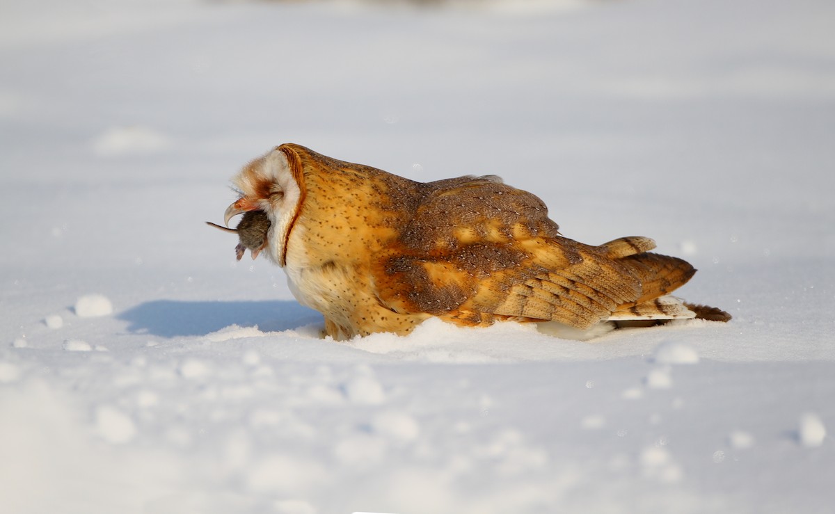 Barn Owl (American) - ML242589951