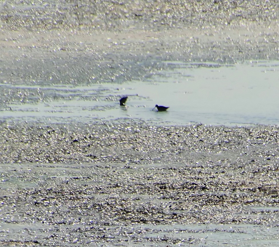 Long-billed Dowitcher - ML242591061