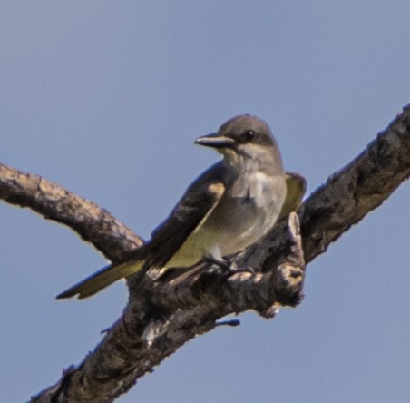 Gray Kingbird - ML242591091