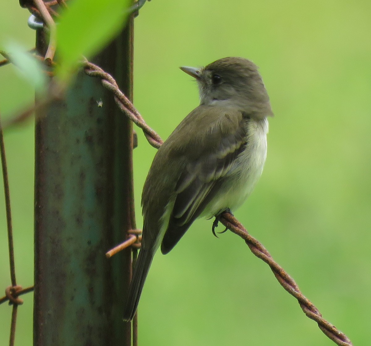 Willow Flycatcher - ML242592271