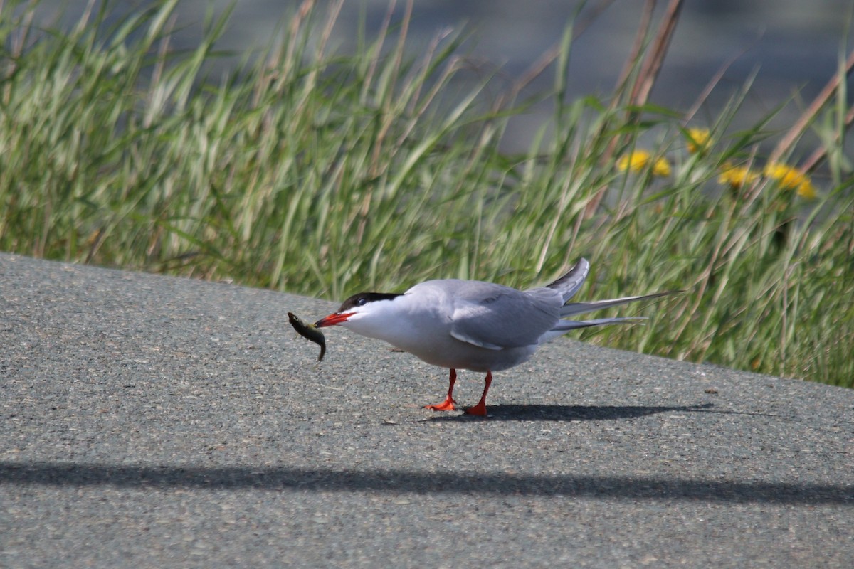 Common Tern - Blair Fleming