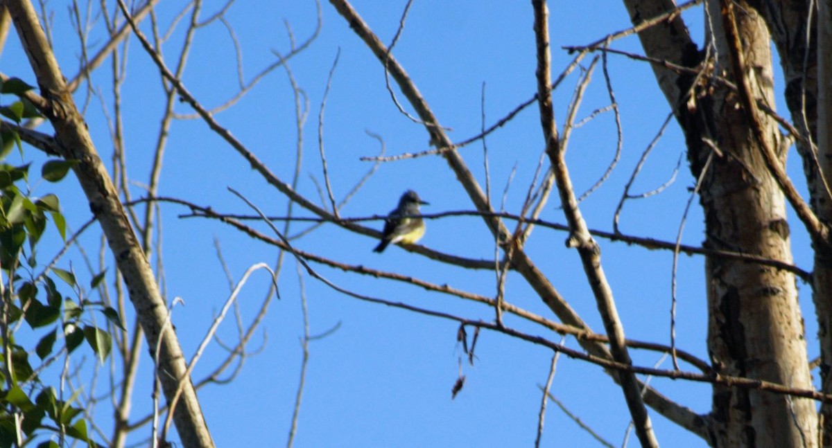 Western Kingbird - ML242593191