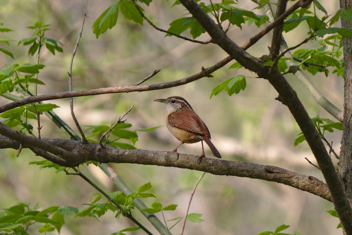 Carolina Wren - ML242593761