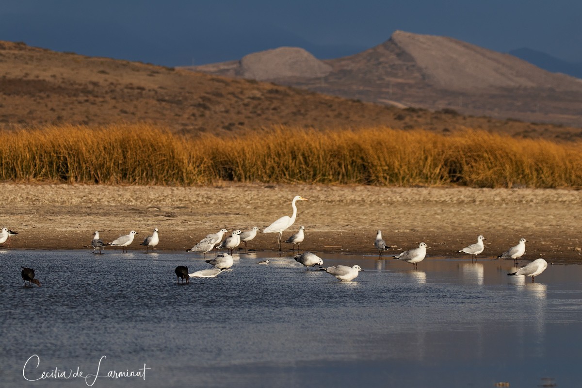 svømmesnipe - ML242595591