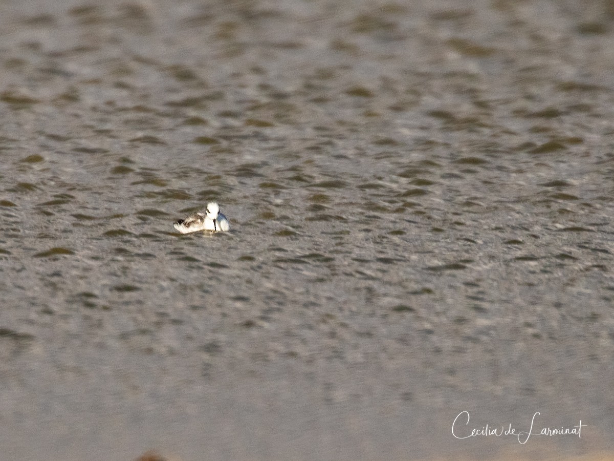 Phalarope à bec étroit - ML242595641