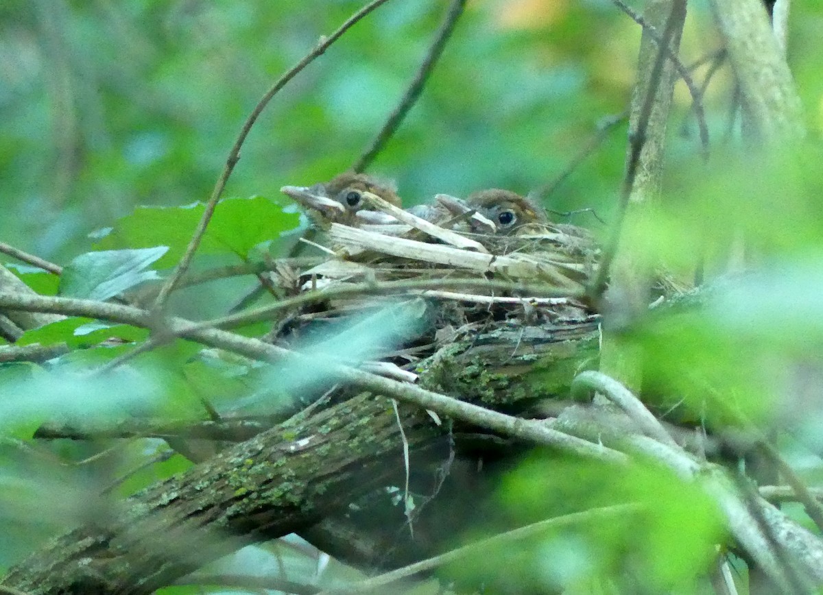 Wood Thrush - ML242597191