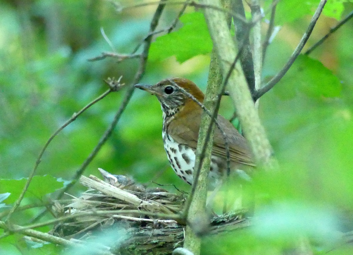 Wood Thrush - ML242597351