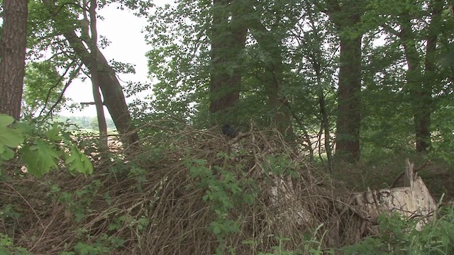 Carrion Crow - ML242597611