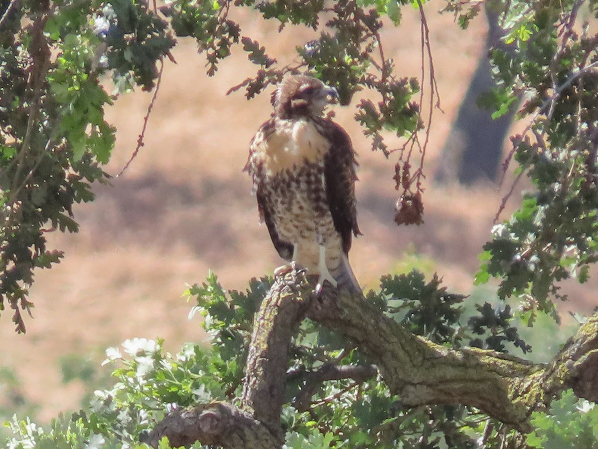 Red-tailed Hawk - ML242600051