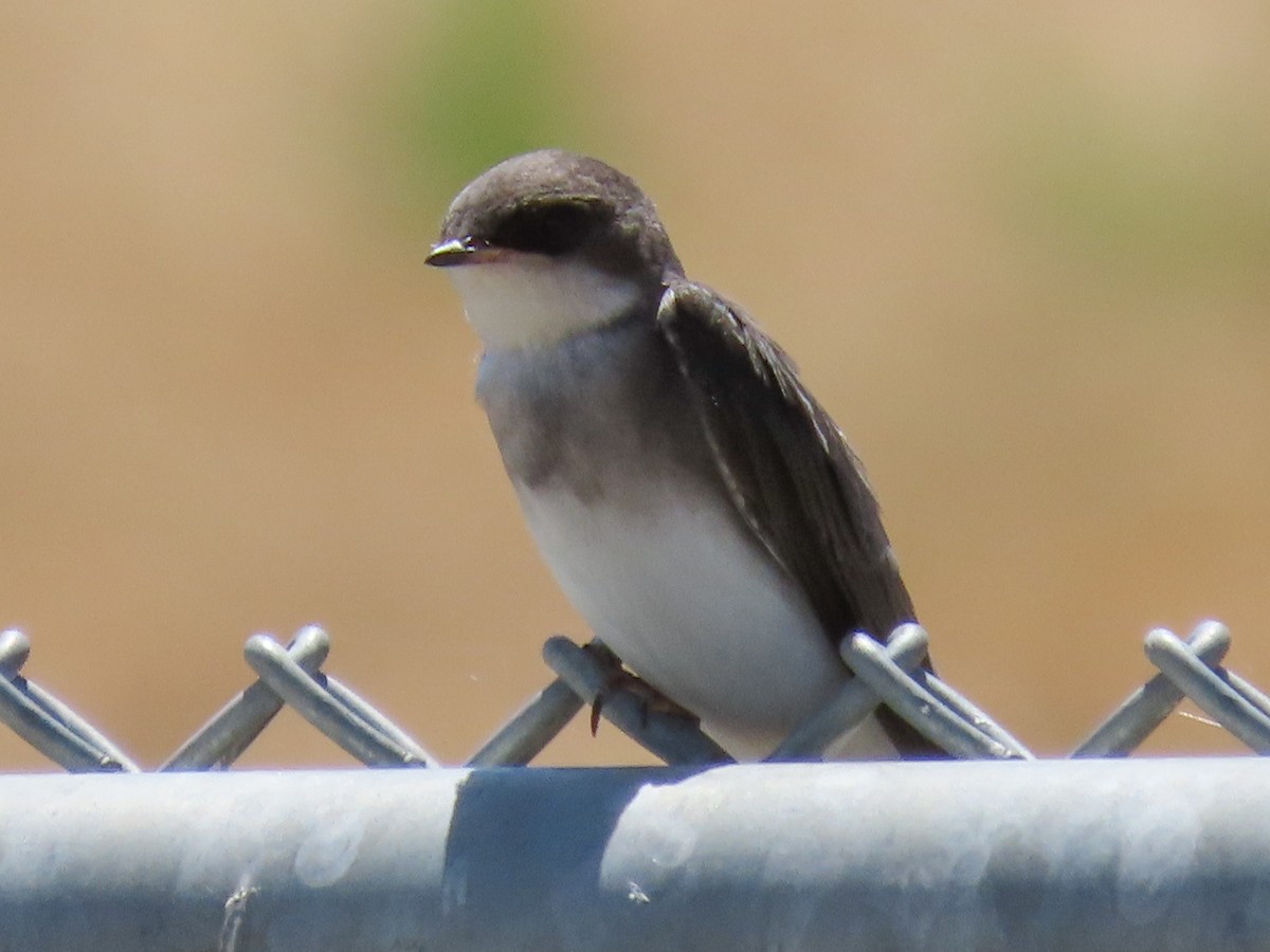 Tree Swallow - ML242600131