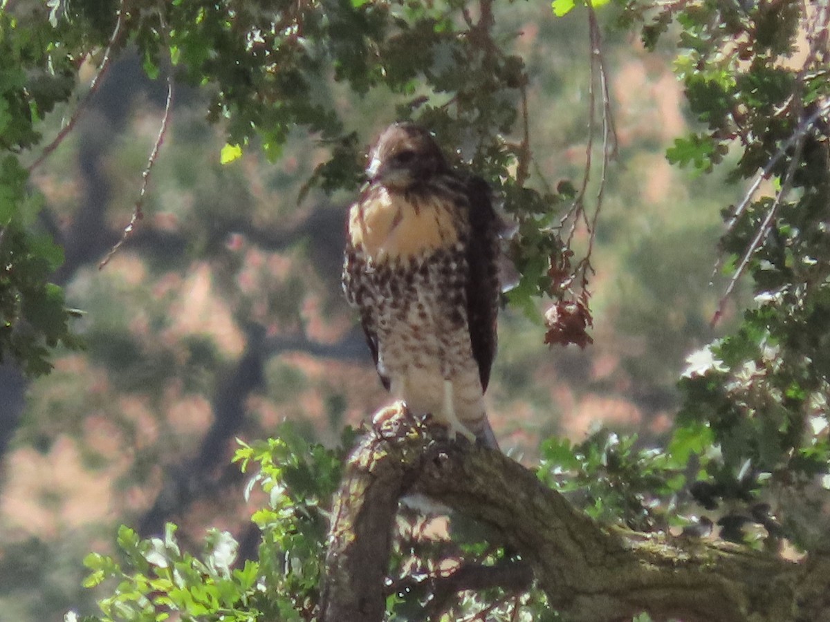 Red-tailed Hawk - ML242600181