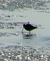 Long-billed Dowitcher - ML242600381