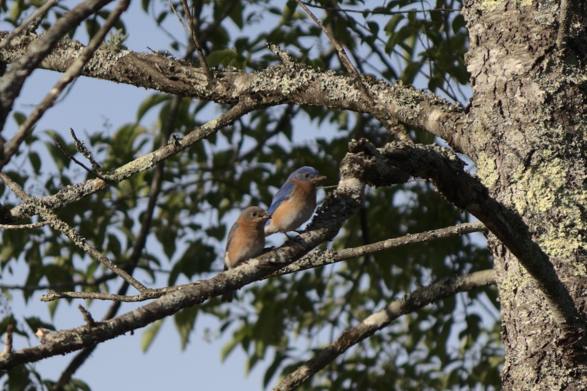 Eastern Bluebird - ML242601481